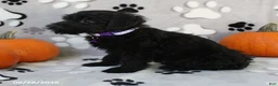 Yorkiepoo dogs for sale: Sage - Ad 2