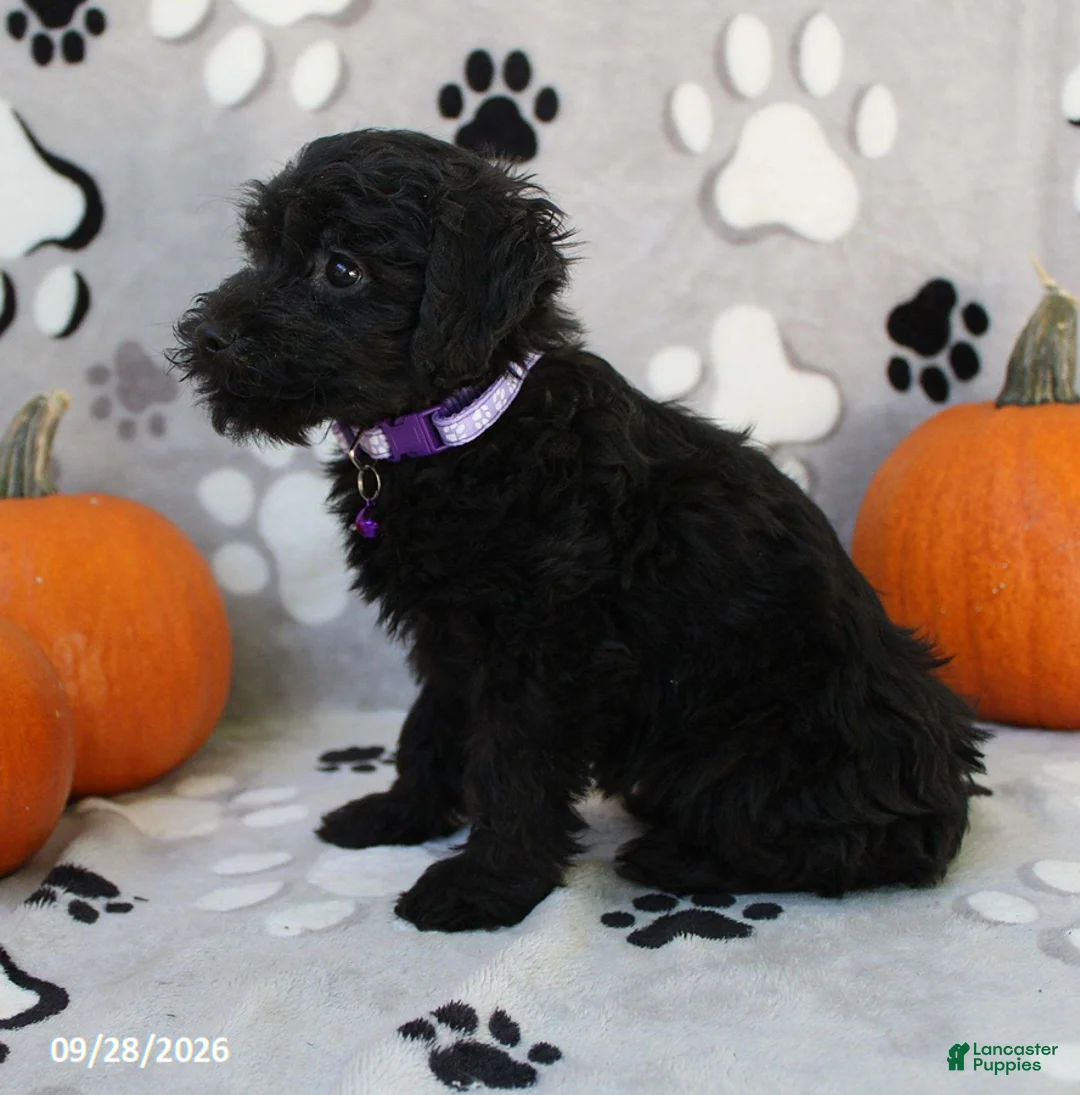 Yorkiepoo dogs for sale: Sage - Ad 2