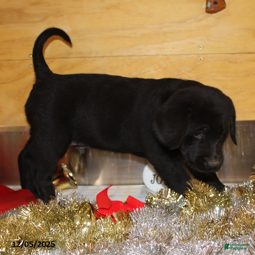 Goldador dogs for sale: Buddy - Ad 3