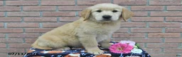 Golden Retriever dogs for sale: Rebel - Ad 3
