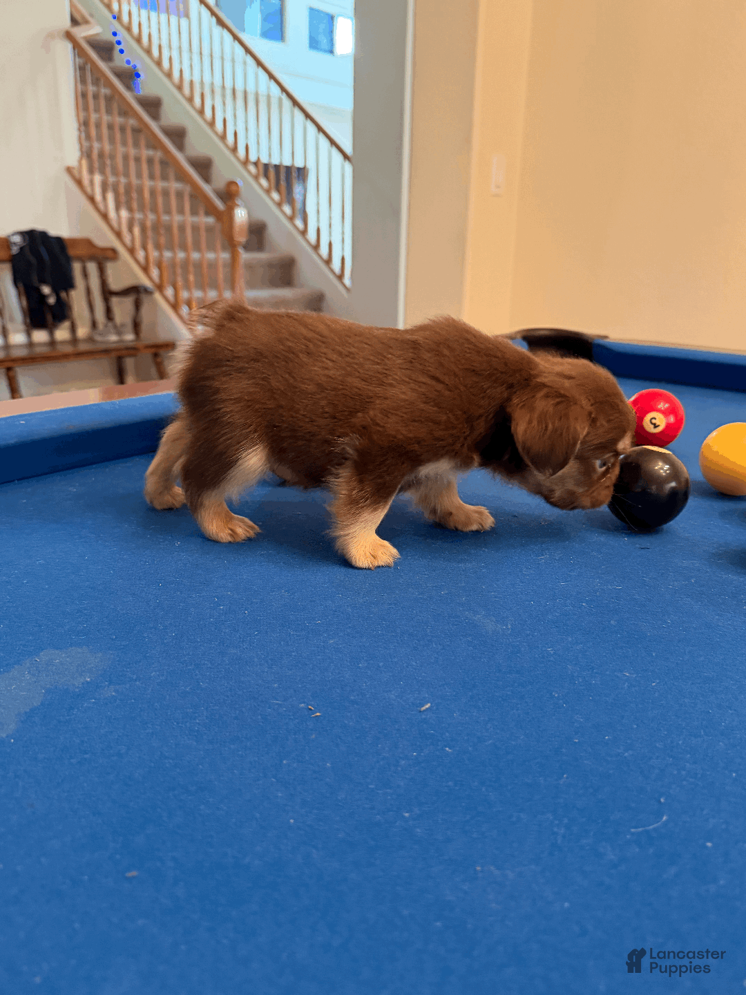 French Bulldog dogs for sale: French Bulldog Puppy 2 - Ad 3