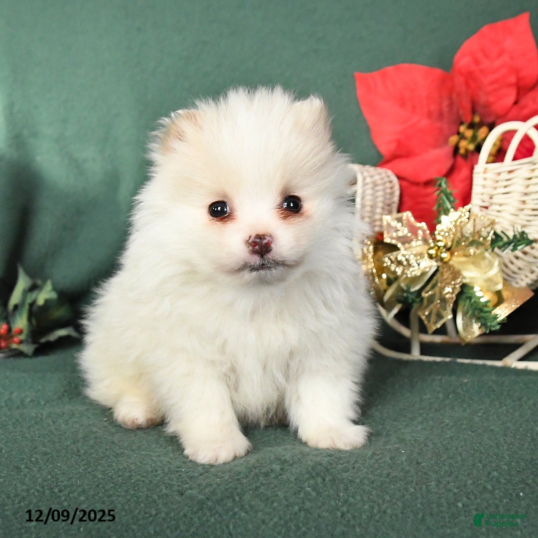 Pomeranian dogs for sale: Roy  - Ad 2