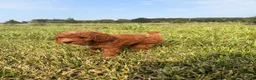 Mini Goldendoodle dogs for sale: Mini Goldendoodle 1 - Ad 3