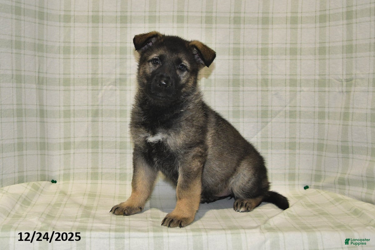 German Shepherd dogs Makayla - Ad 35