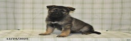 German Shepherd dogs for sale: Makayla - Ad 1