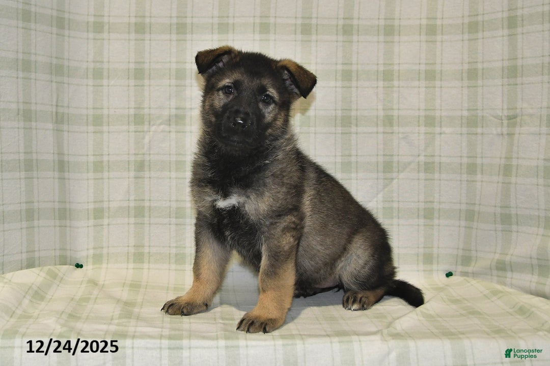 German Shepherd dogs for sale: Makayla - Ad 1