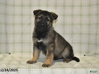 German Shepherd dogs Makayla - Ad 35