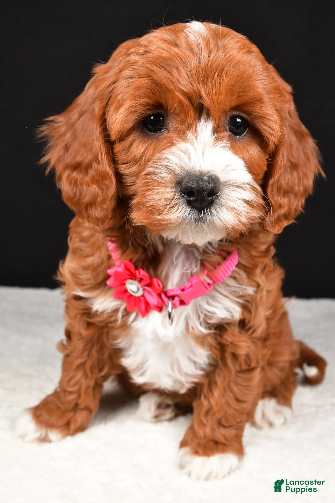 Cavapoo dogs for sale: Bailey - Ad 7