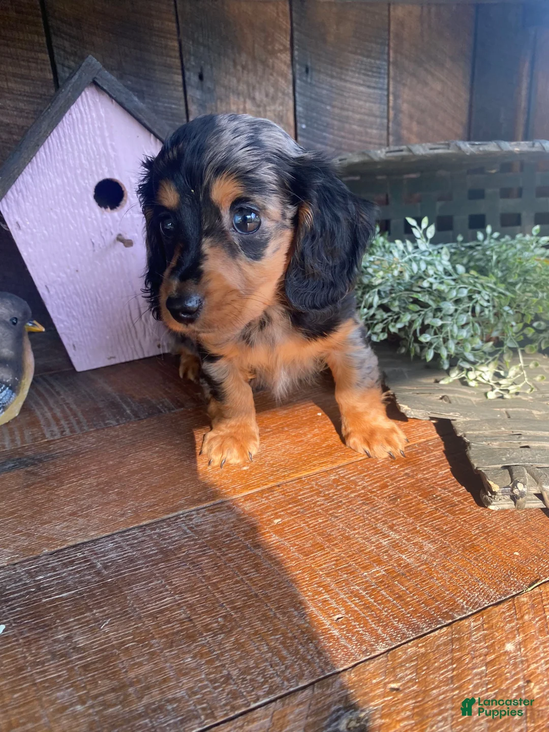 Miniature Dachshund dogs for sale: Luna - Ad 2