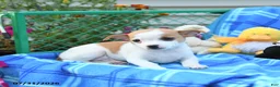 Mixed Breed dogs for sale: Ticker - Ad 3