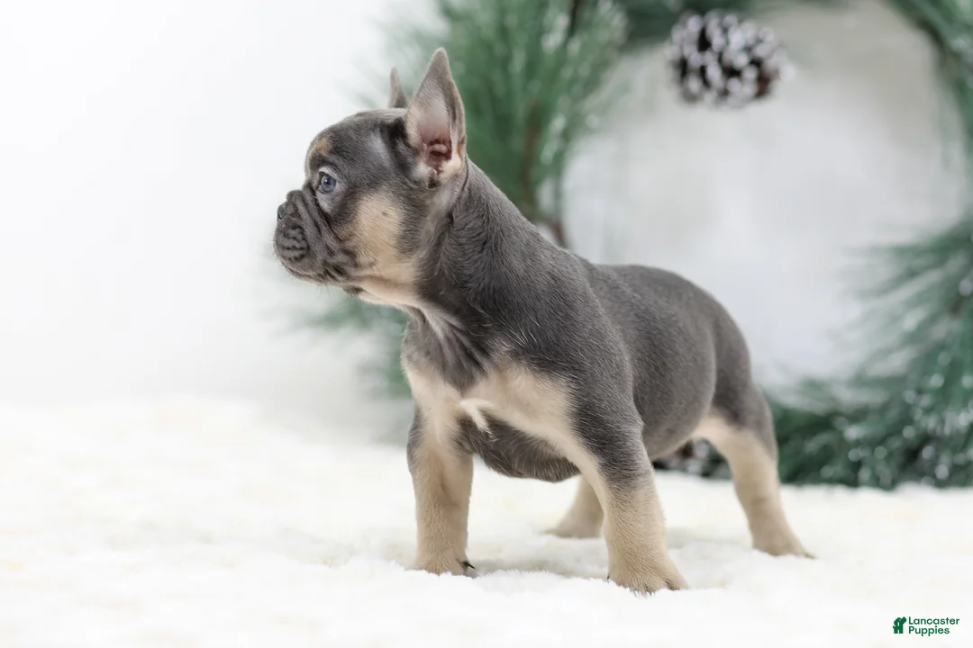 French Bulldog dogs for sale: Jordan - Ad 8