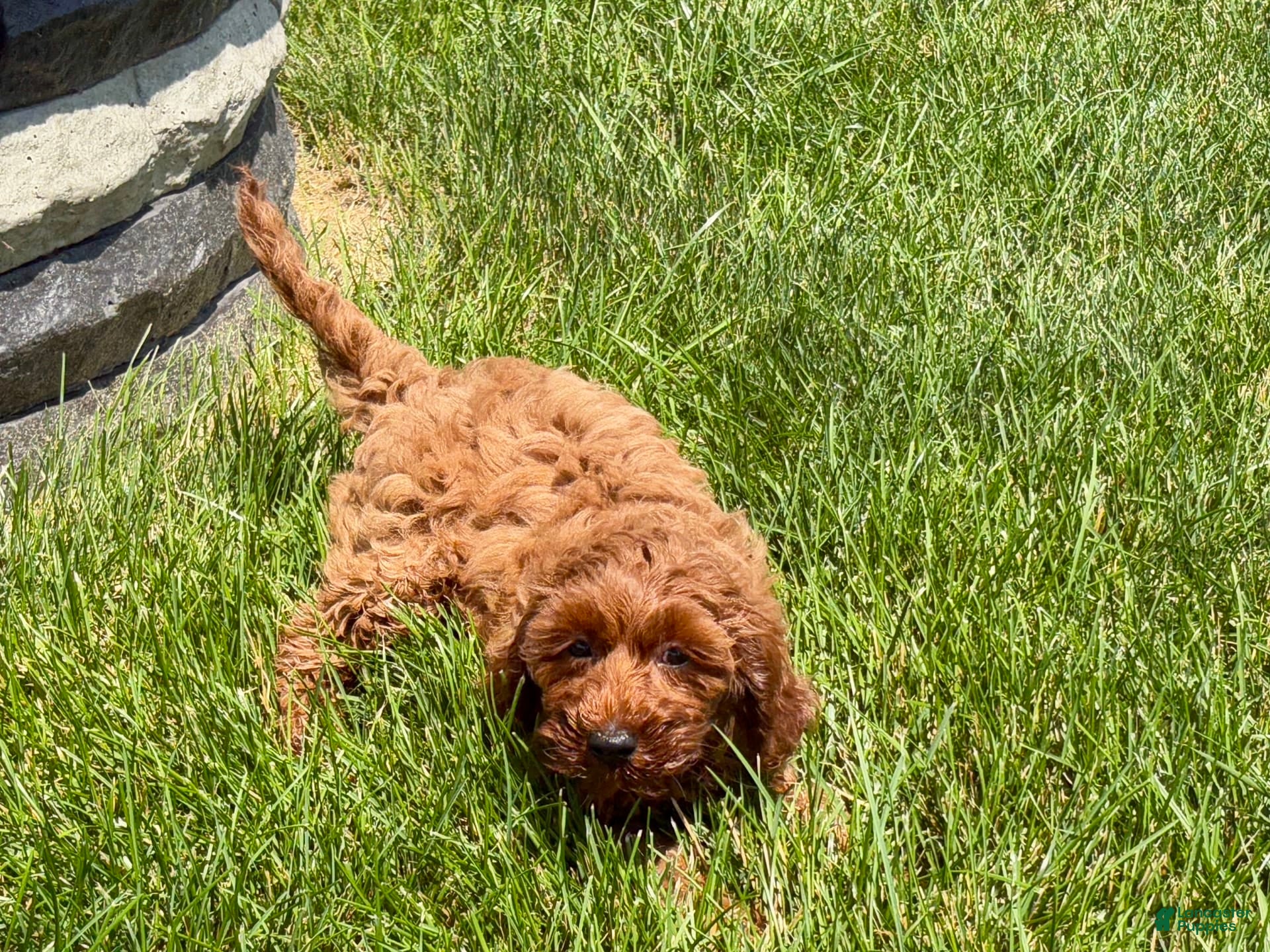 Cockapoo dogs Raina - Ad 25