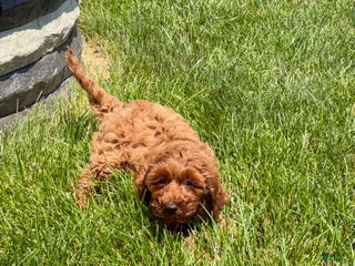 Cockapoo dogs Raina - Ad 2