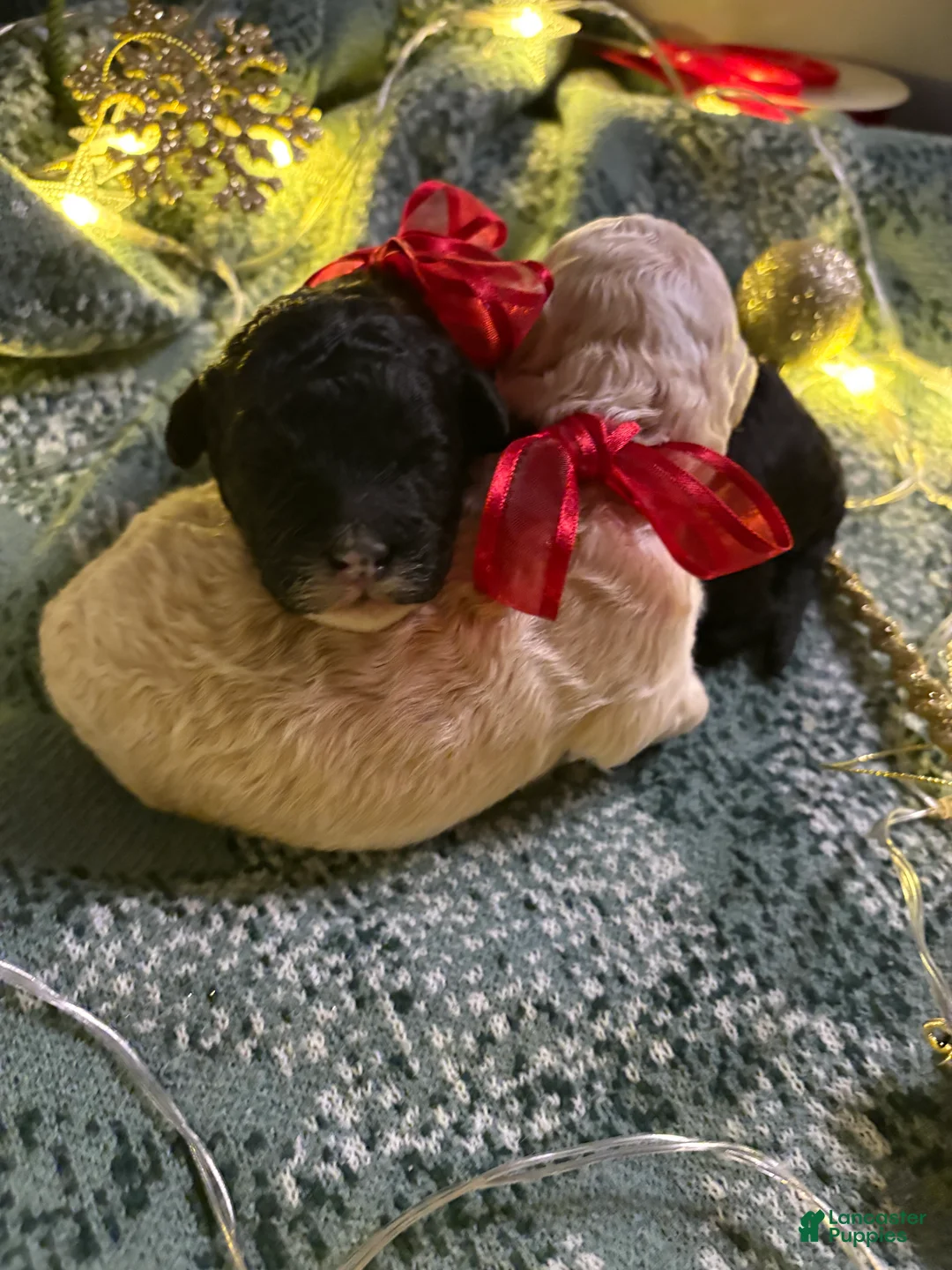 Cockapoo dogs for sale: Oliver  - Ad 2