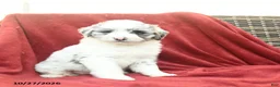 Mini Aussiedoodle dogs for sale: Fergus  - Ad 5