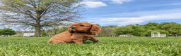 Cavalier King Charles Spaniel dogs for sale: Kallie  - Ad 5