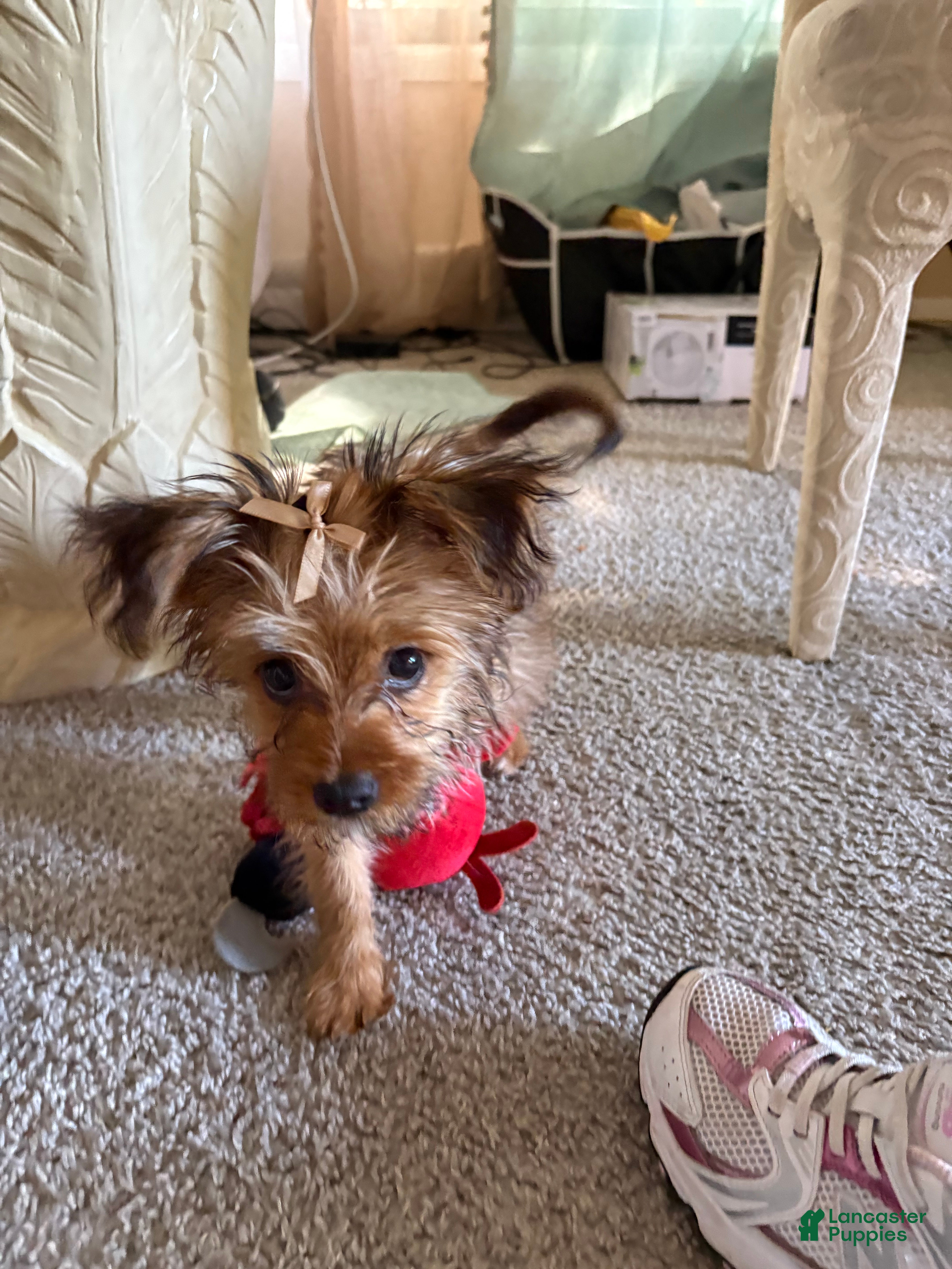 Mixed Breed dogs Mixed Breed Puppy 1 - Ad 2