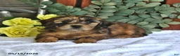 Shihpoo dogs for sale: Cinnamon - Ad 3