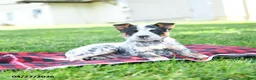 Australian Cattle Dog dogs for sale: Rodeo - Ad 5