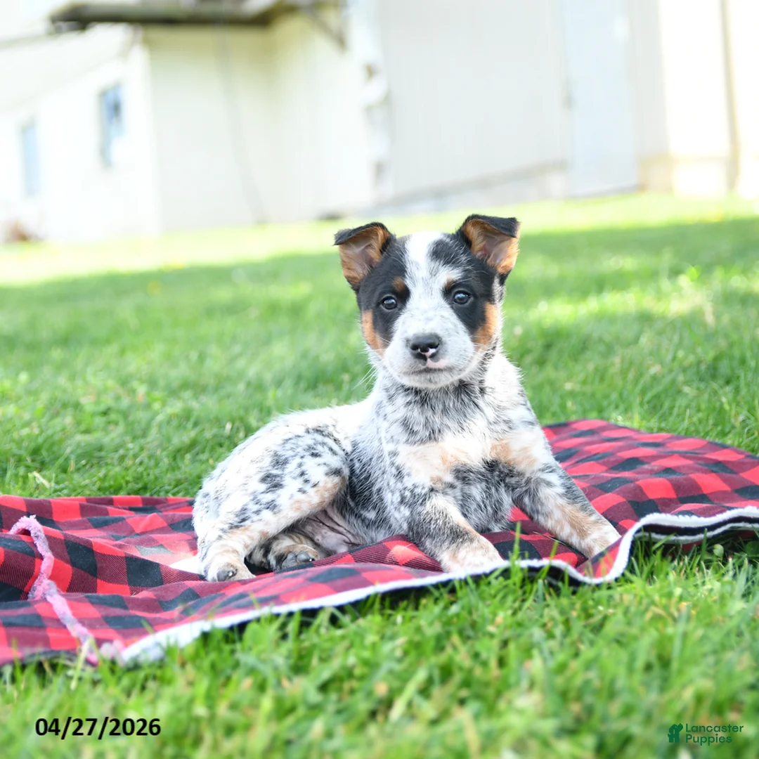 Australian Cattle Dog dogs for sale: Rodeo - Ad 5