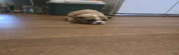 English Bulldog dogs for sale: English Bulldog 3 - Ad 3