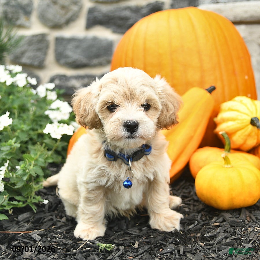 Maltipoo dogs Carson  - Ad 1