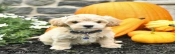 Maltipoo dogs for sale: Carson  - Ad 1