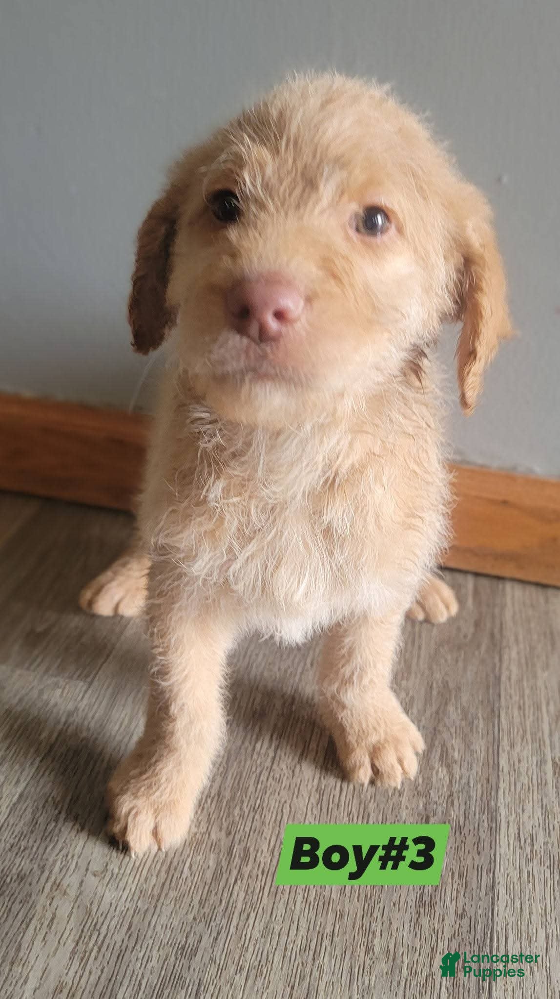 Double Doodle dogs Double Doodle Puppy 3 - Ad 2