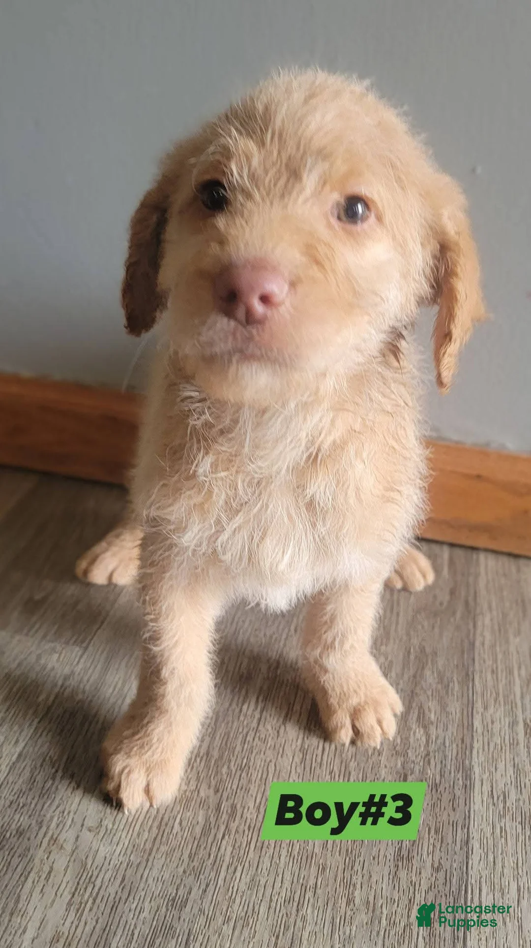 Double Doodle dogs for sale: Double Doodle Puppy 3 - Ad 1