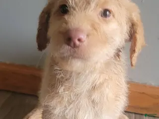 Double Doodle dogs Double Doodle Puppy 3 - Ad 31