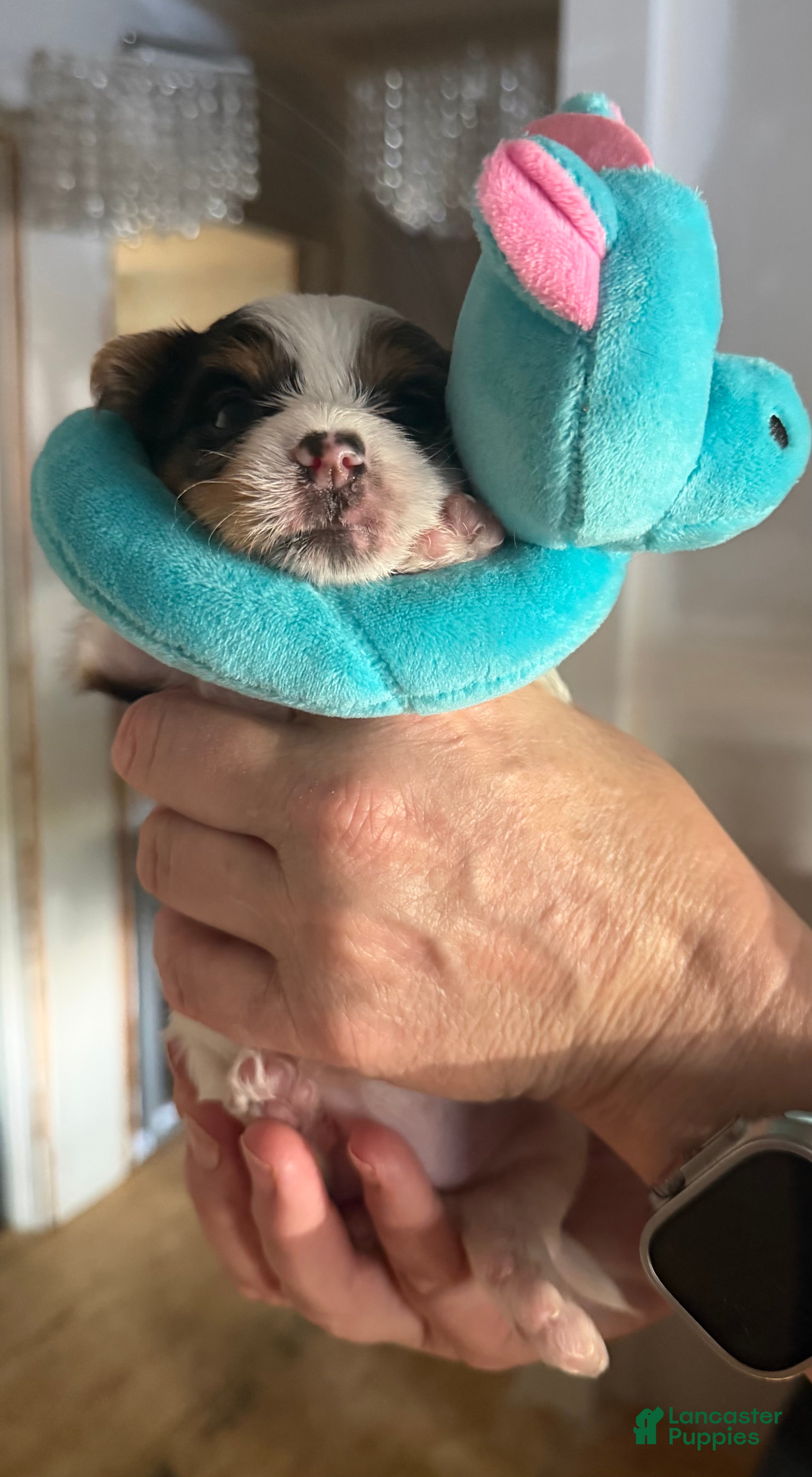 Yorkshire Terrier dogs  Anna Belle - Ad 13