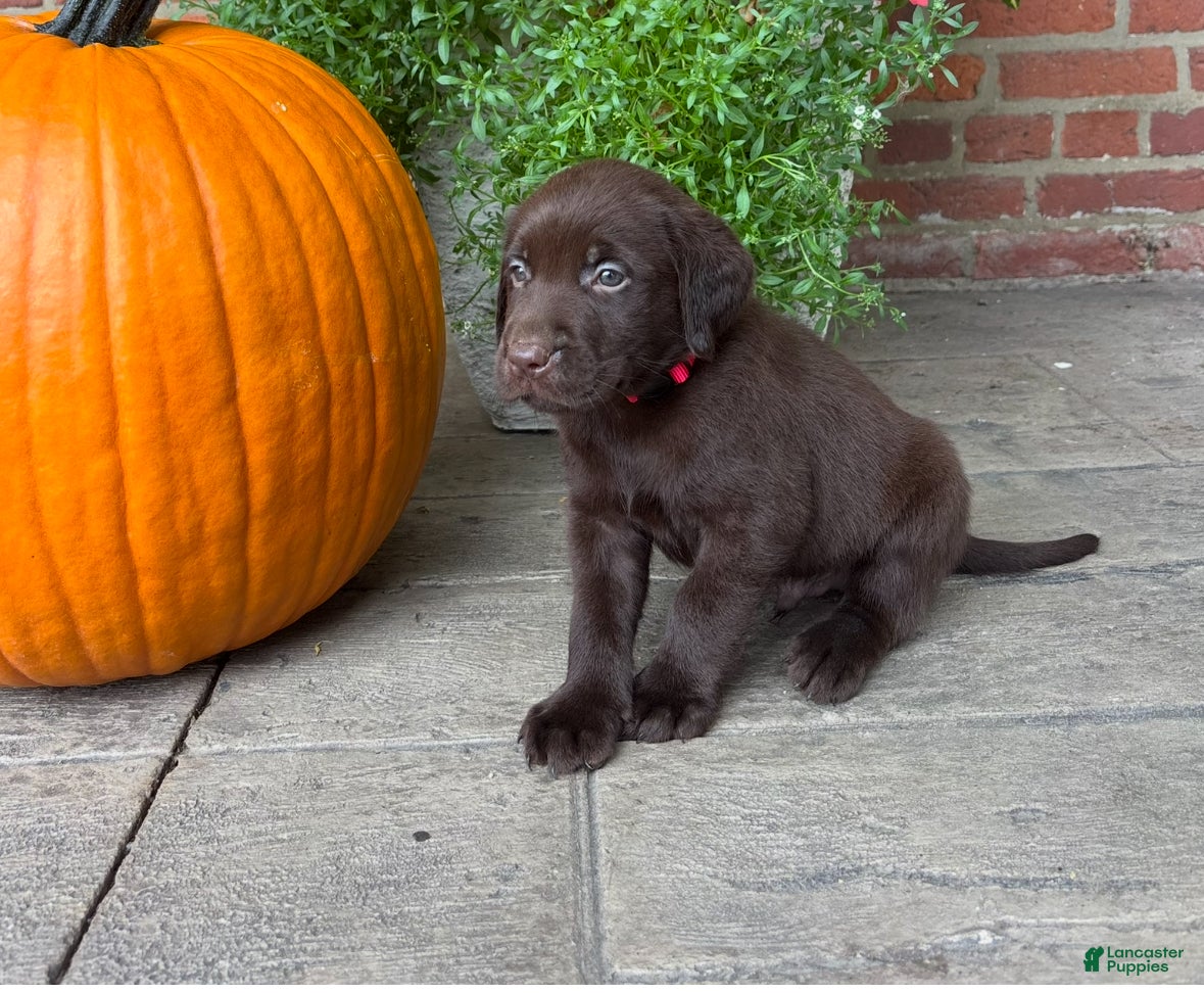 Labrador Retriever dogs Marley - Ad 32