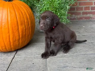 Labrador Retriever dogs Marley - Ad 41