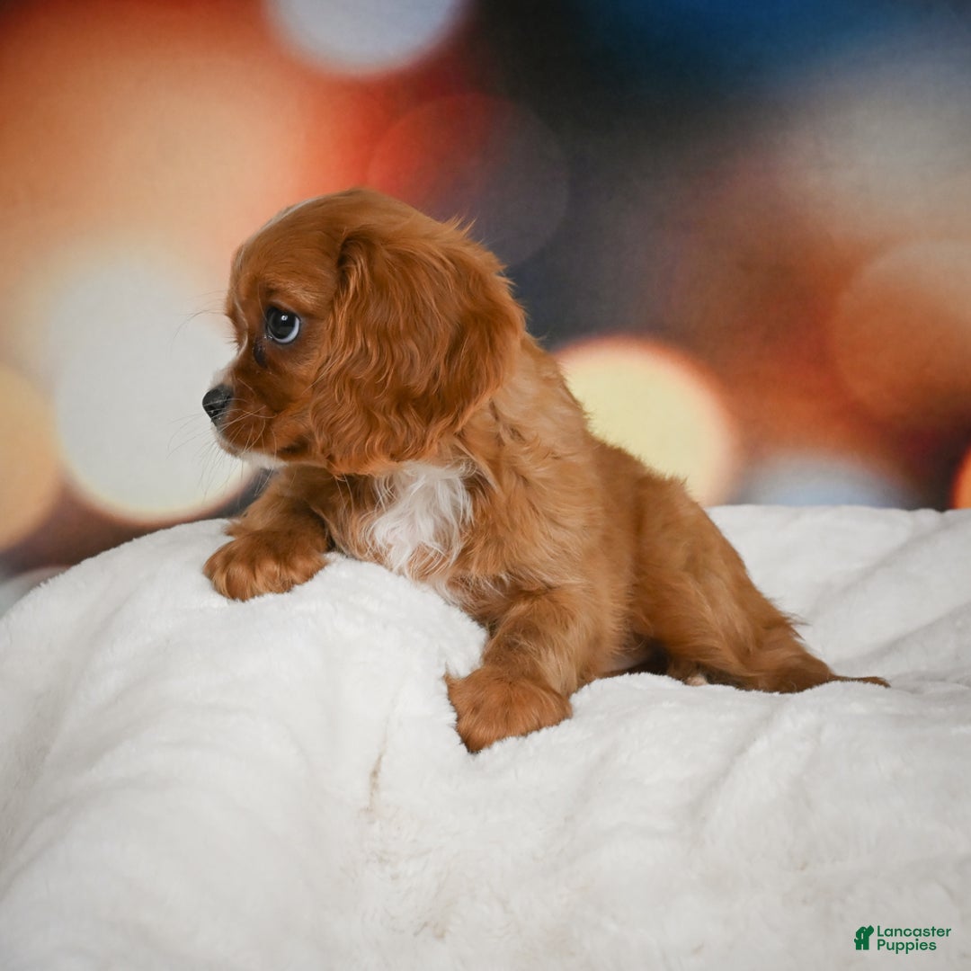 Cavalier King Charles Spaniel dogs for sale: Candy - Ad 4