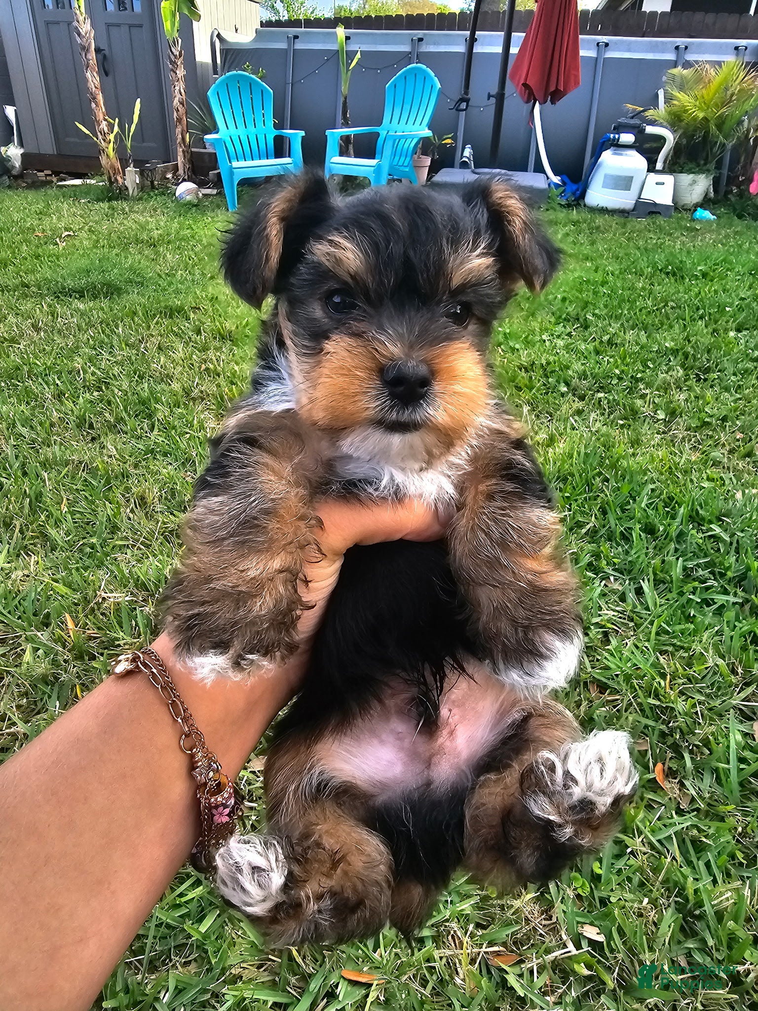 Yorkshire Terrier dogs for sale: Yorkshire Terrier Puppy Meet Douglas - Ad 2