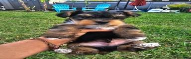 Yorkshire Terrier Puppy Meet Douglas