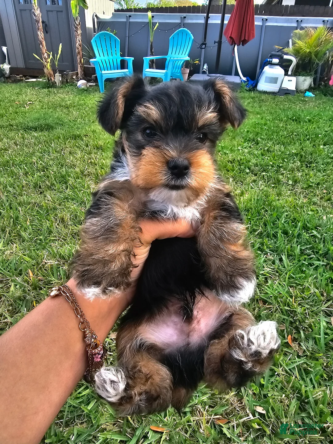 Yorkshire Terrier dogs for sale: Yorkshire Terrier Puppy Meet Douglas - Ad 1
