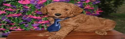 Mini Goldendoodle dogs for sale: Little Jack - Ad 4