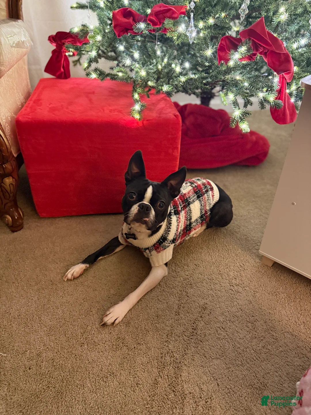 Boston Terrier dogs for sale: Blue - Ad 6