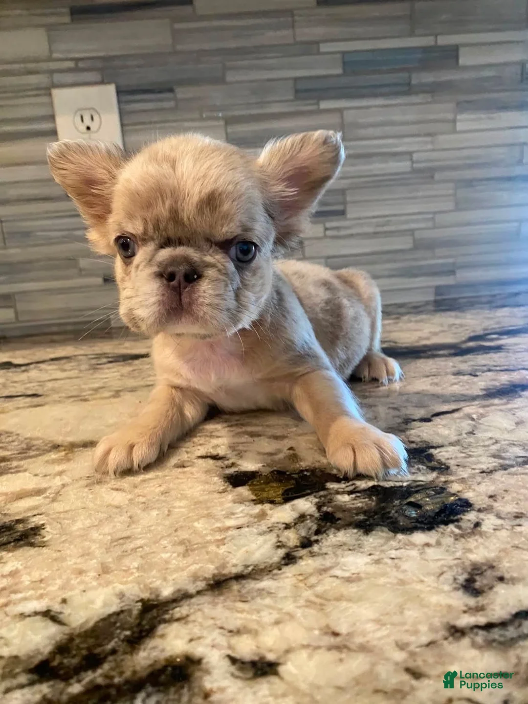 French Bulldog dogs for sale: Latte - Ad 2