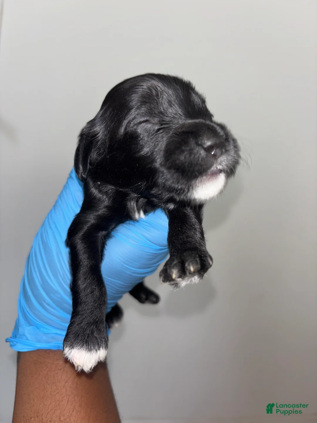 Mixed Breed dogs for sale: Mixed Breed Puppy 1 - Ad 1