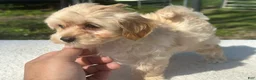 Maltipoo dogs for sale: Girl Maltipoo 2 - Ad 5