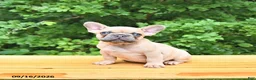 French Bulldog dogs for sale: Boone - Ad 3