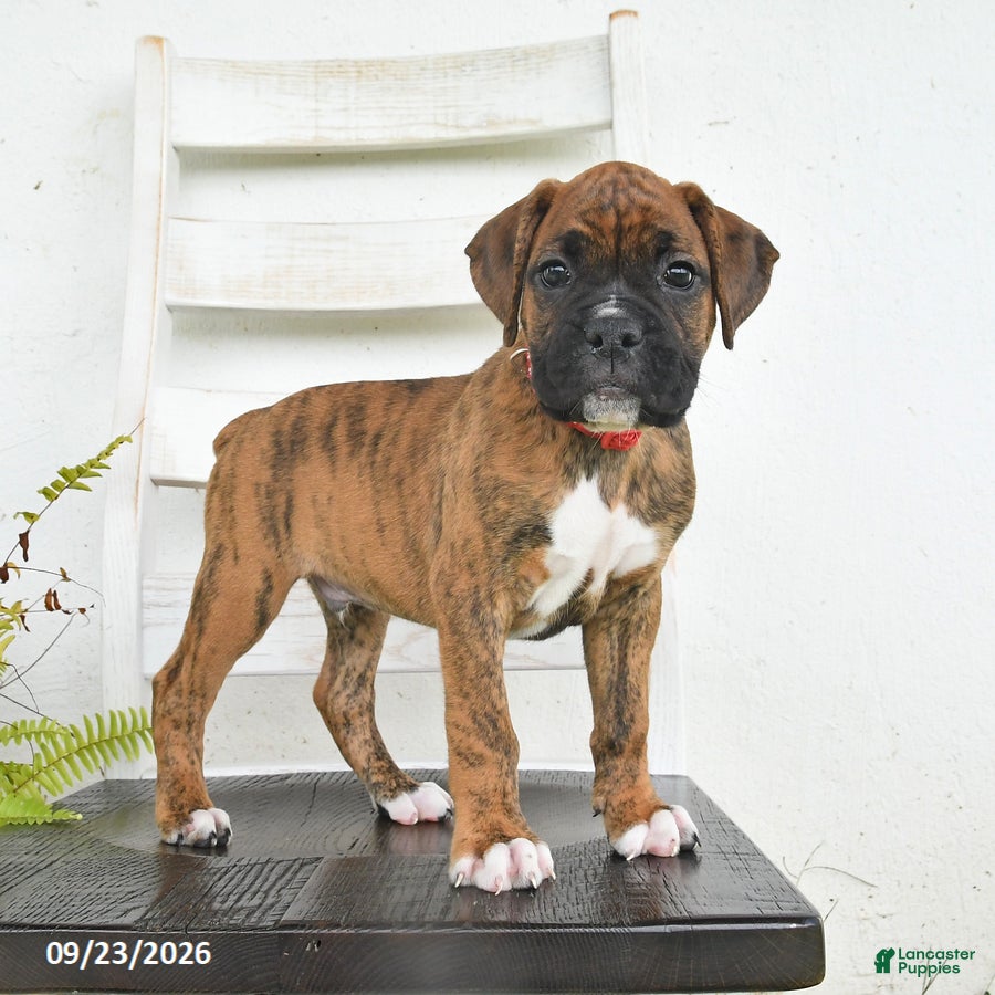 Boxer dogs Blaze - Ad 2