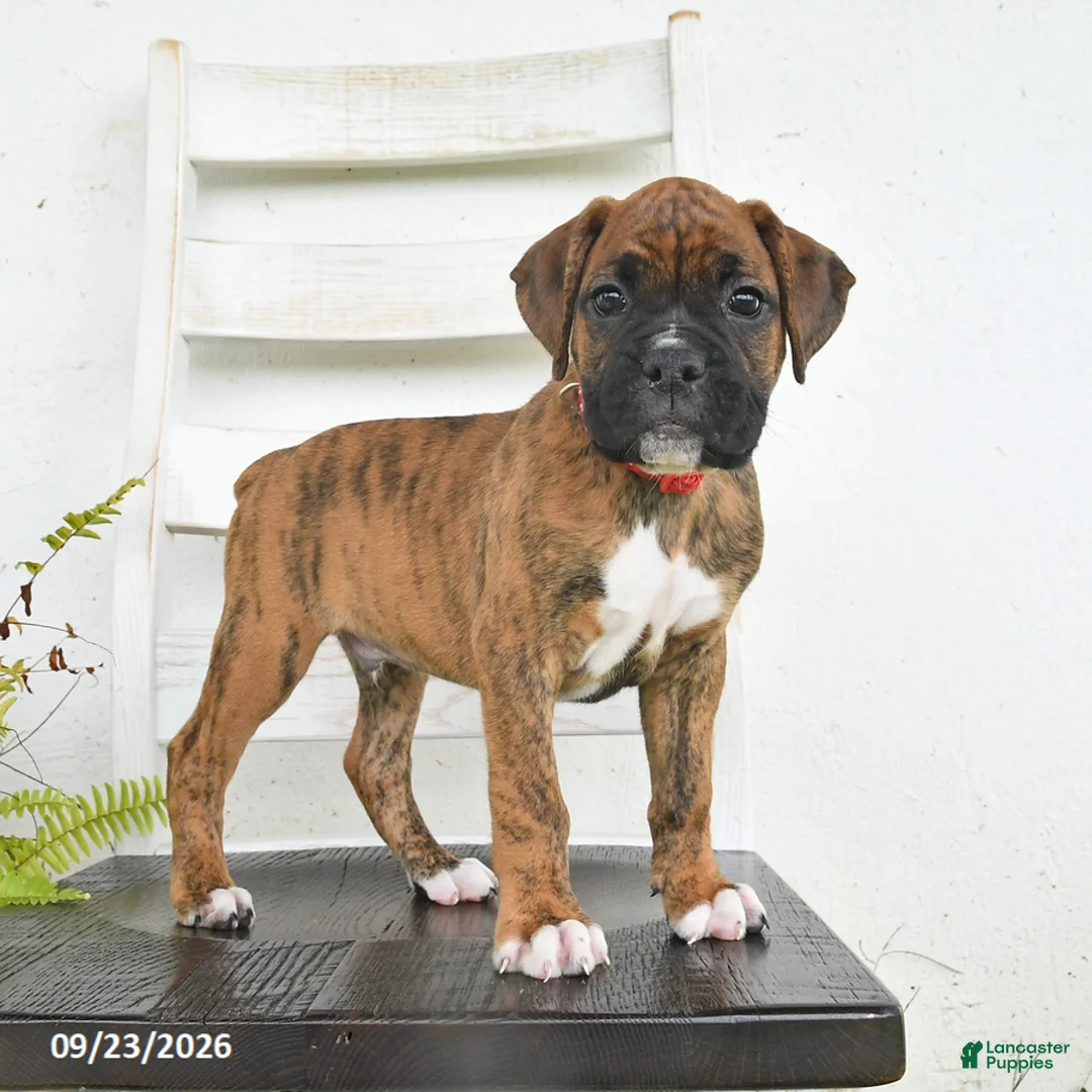 Boxer dogs for sale: Blaze - Ad 2