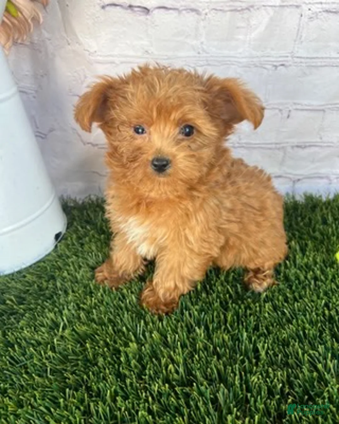 Yorkiepoo dogs for sale: Theo Yorkiepoo  - Ad 4