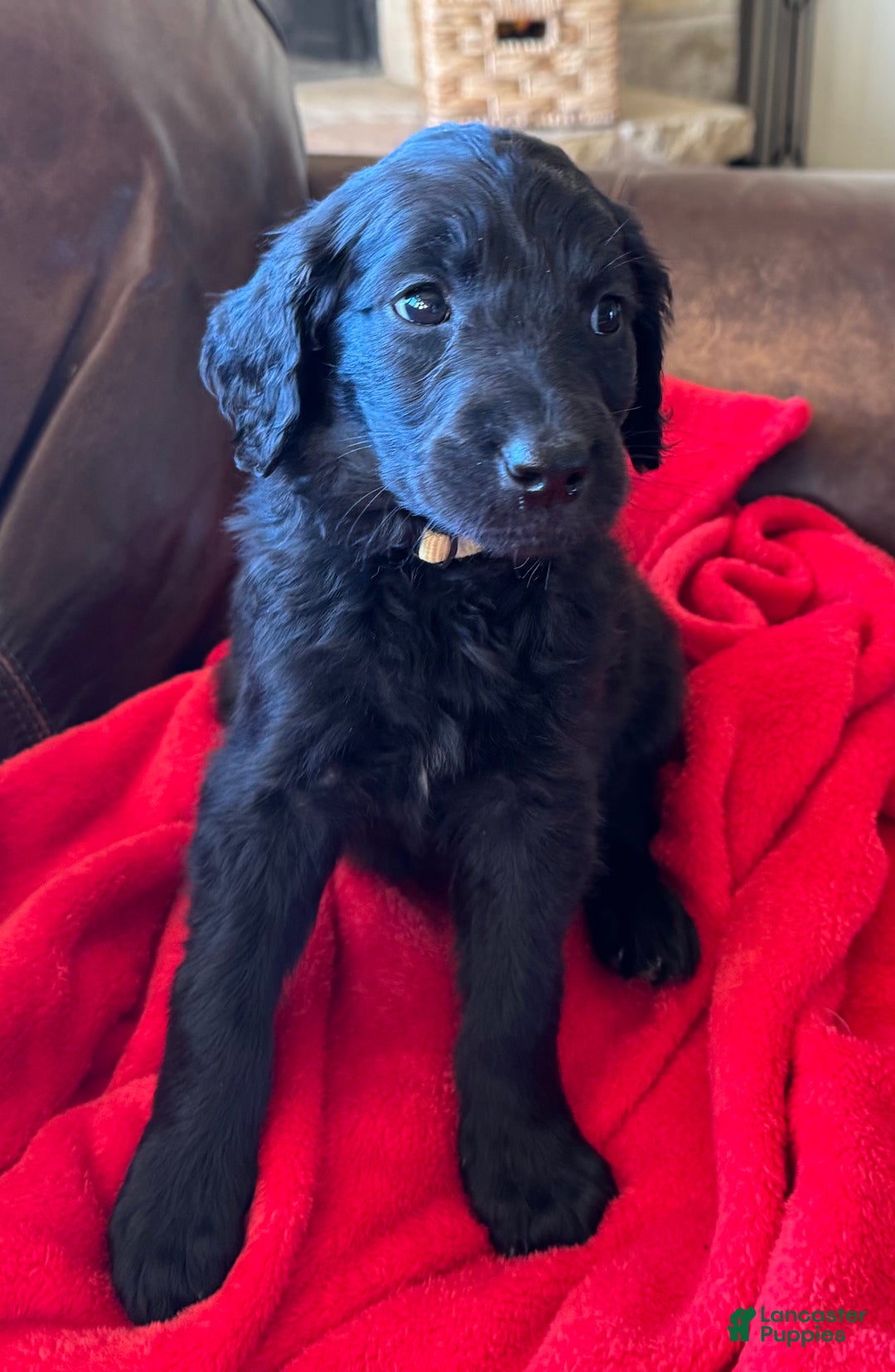 Goldendoodle dogs for sale: Yellow collar girl - Ad 9