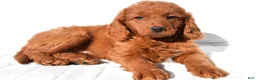 Mini Goldendoodle dogs for sale: Dolly - Ad 3