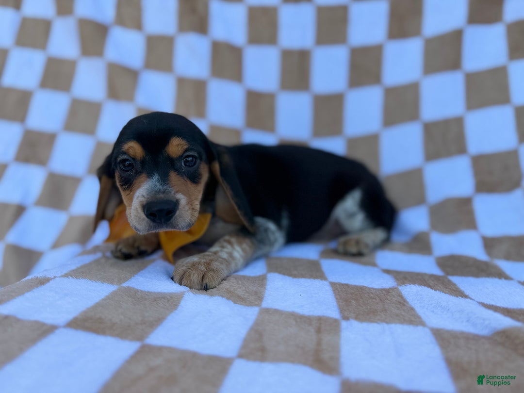 Beagle dogs for sale: Scooby - Ad 2