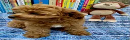 Cavapoo dogs for sale: Hector - Ad 4